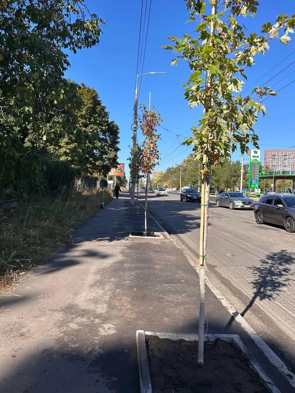 На вулиці Юрія Іллєнка висадили 37 кленів Фрімана