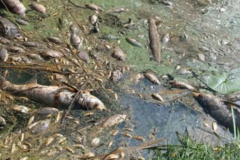 Мор риби під Києвом: фахівці перевіряють воду в Ірпені