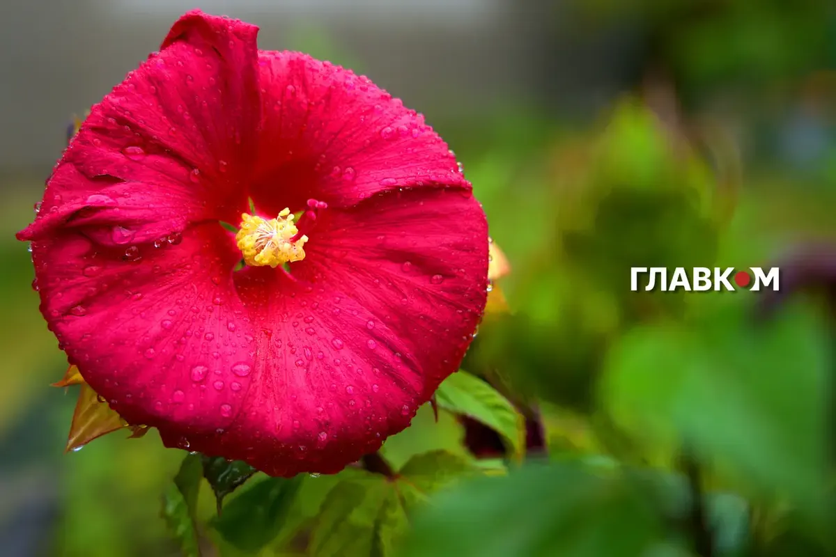 20 серпня в Україні: до +34°, місцями дощі та грози