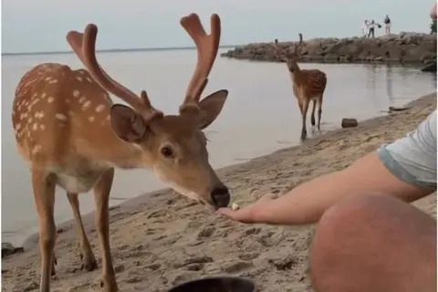 На Київському водосховищі олені вийшли до відпочивальників