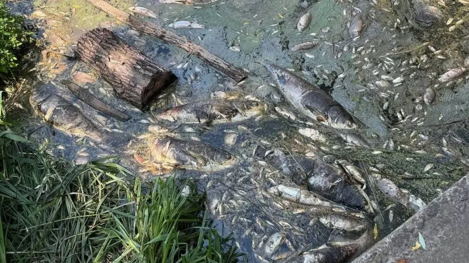 У водоймах під Києвом загинуло близько трьох тонн риби, людям заборонили контакт із водою