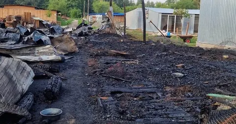 Пожежа у притулку «Сіріус» на Київщині: загинуло вісім собак