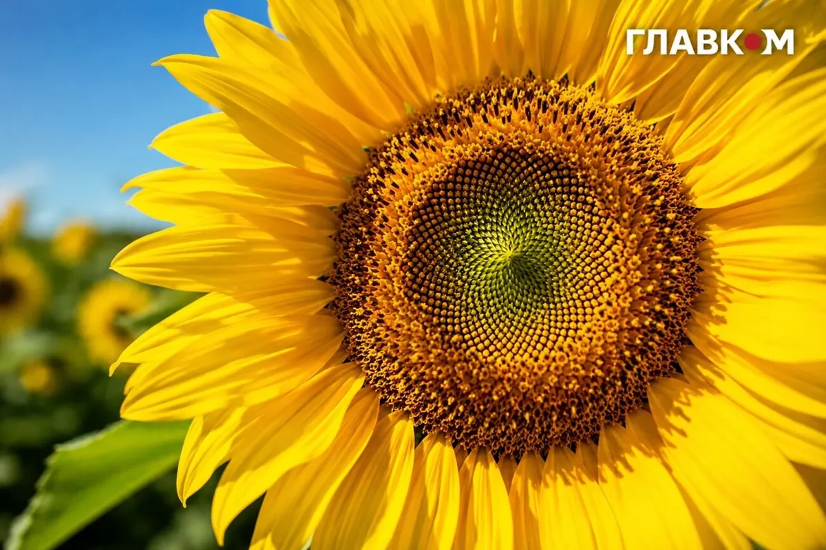 Спека до +37°: якою буде погода 1 серпня в Україні
