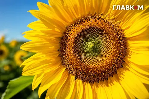 Спека до +37°: якою буде погода 1 серпня в Україні