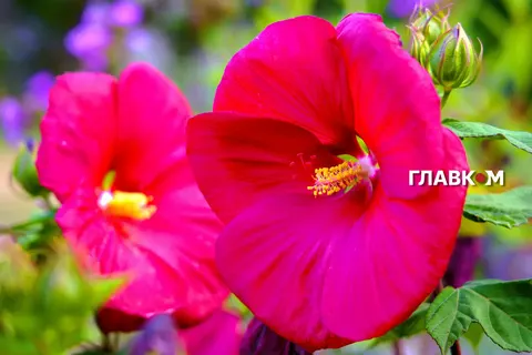 Спека до 31° та грози на заході: якою буде погода 17 серпня