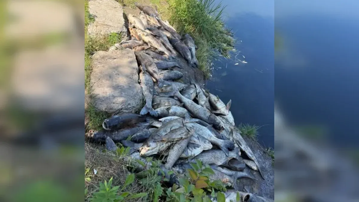 Мор риби на Борщагівці: у Київській ОВА розповіли про надзвичайну ситуацію