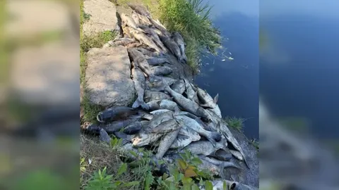 Мор риби на Борщагівці: у Київській ОВА розповіли про надзвичайну ситуацію