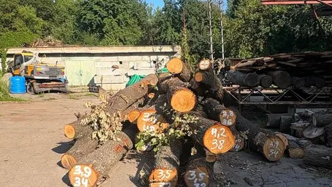 Зрубані на Теремках дерева стануть лавами та мульчею для київських парків