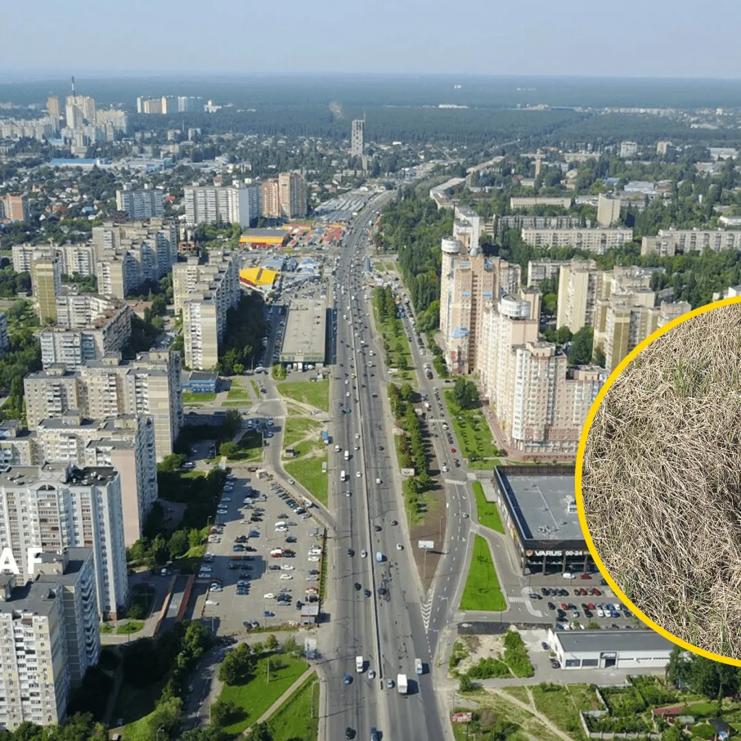 Лось забрів у двір на Академмістечку: у Києві помітили дикого гостя