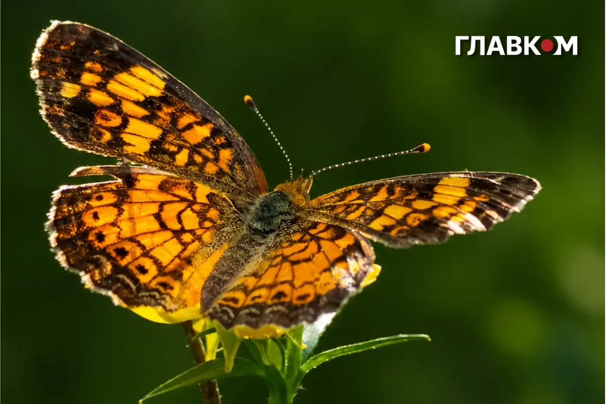 Тепла неділя без дощів: якою буде погода 20 вересня