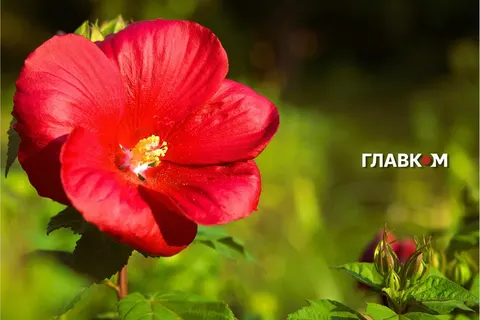 Грози та град 8 серпня: де чекати негоди, а де — спеки до +37°