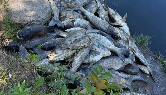 На Київщині через мор риби обмежили доступ до трьох водойм