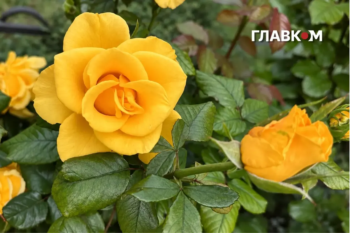Суха й тепла середа: погода в Україні 16 вересня