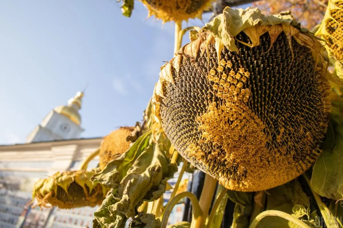 31 серпня у Києві стане найтеплішим днем тижня