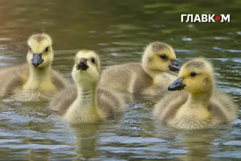 Спека до 38° тримається в Україні: прогноз на 5 серпня