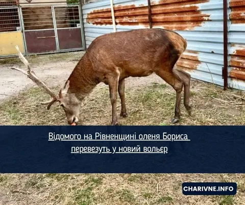 Олень Борис із Рівненщини готується до переселення у більший вольєр