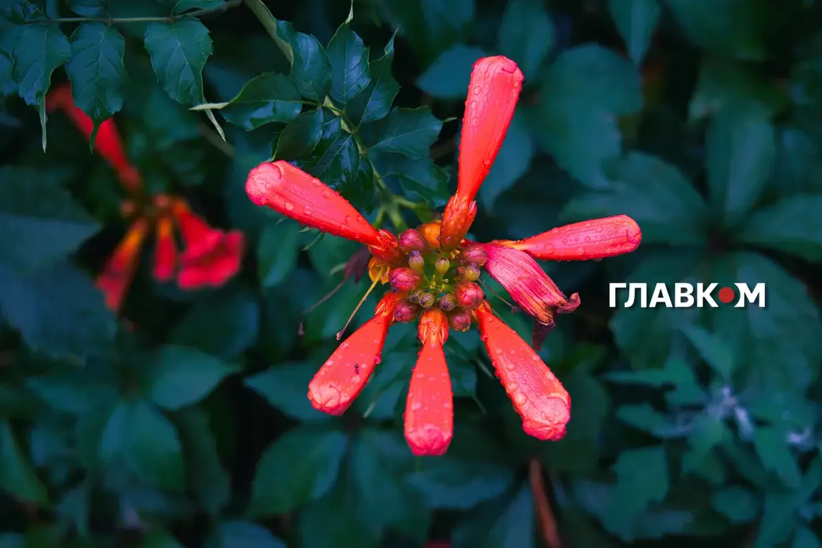 Дощі з грозами на півдні: якою буде погода 28 серпня
