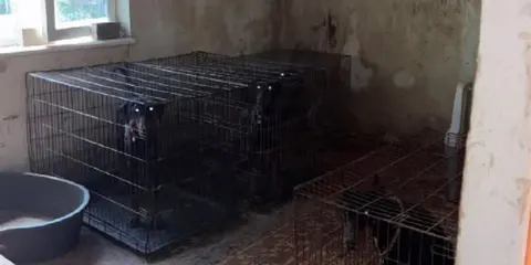 У Києві поліція відкрила справу через неналежне утримання 32 доберманів