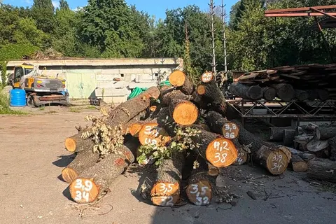 Зрубані на Теремках дуби перетворять на лавки: кияни обурені