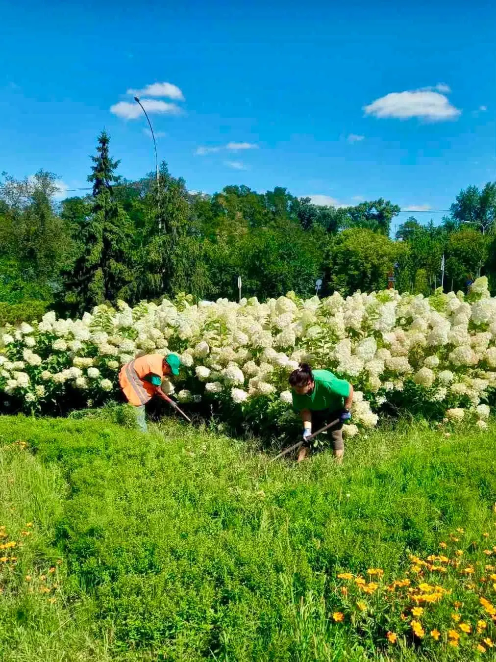 У Києві розцвіли гортензії заввишки з людський зріст: де помилуватися