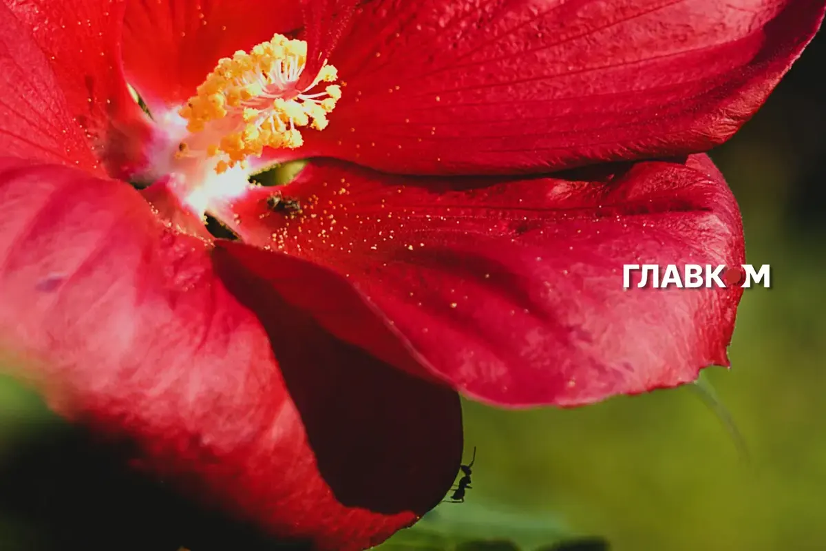 11 серпня в Україні: спека до 31° та надзвичайна пожежна небезпека