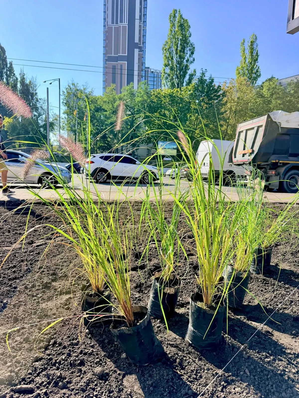На Васильківській площі замість МАФів висаджують кущі та декоративні трави
